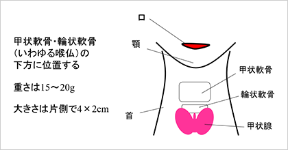 甲状腺 腫れ